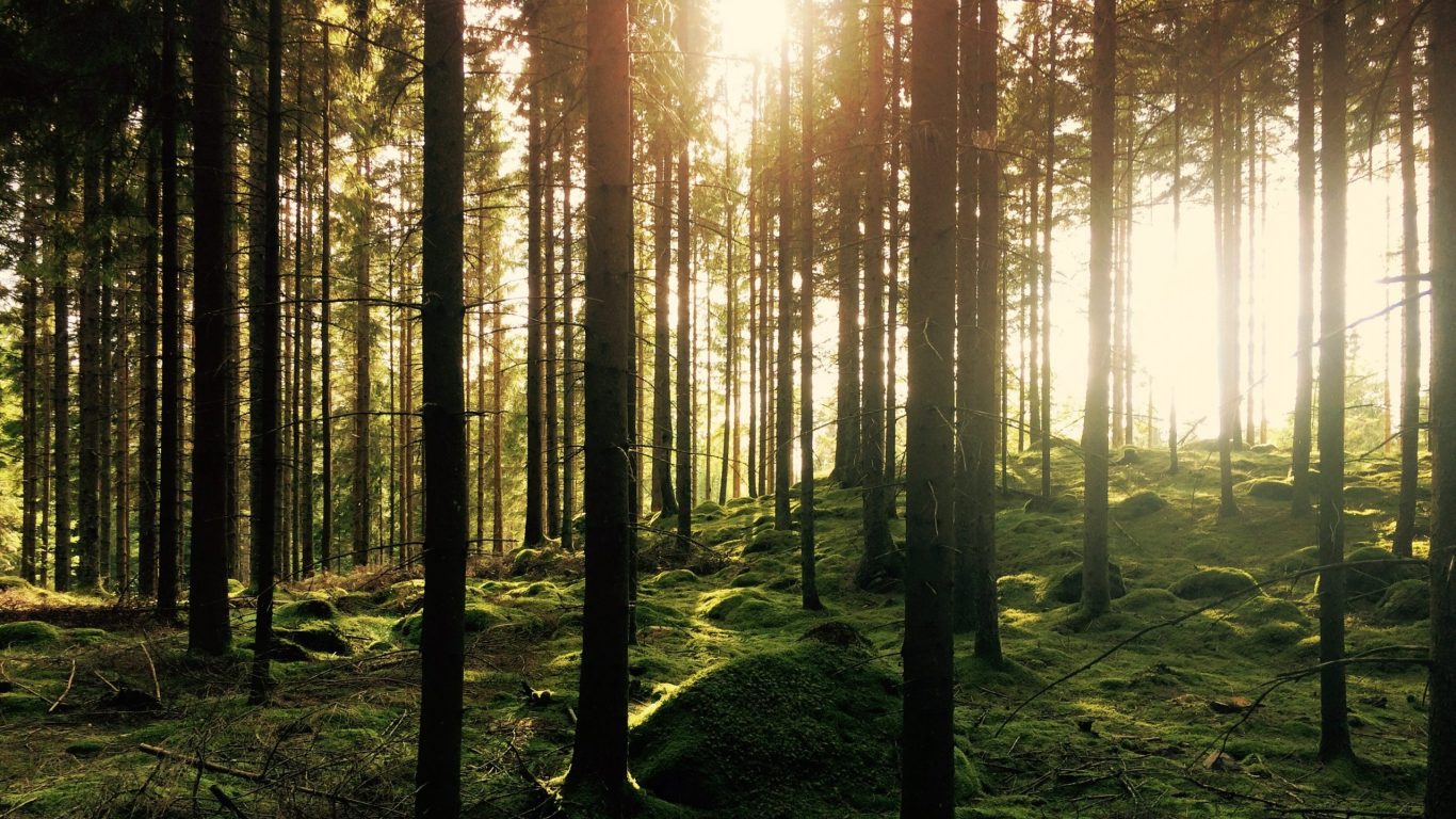 Foto van een rustgevend donker bos dat met zonnestralen verlicht wordt op slowcialmedia waarbij je gefocust kunt werken