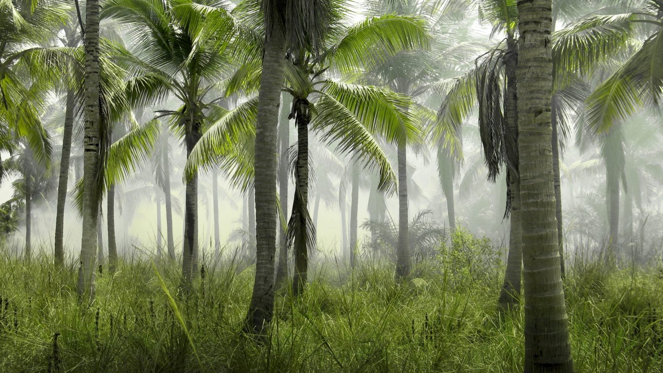 Foto van palmbomen in de mist op slowcialmedia waarbij je gefocust kunt werken