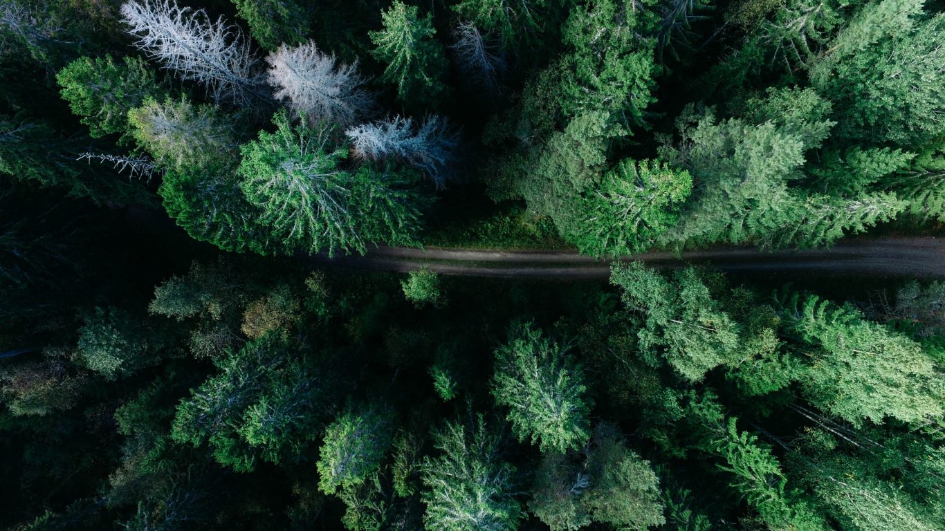 Foto van een dennenbos vanuit de lucht op slowcialmedia waarbij je gefocust kunt werken