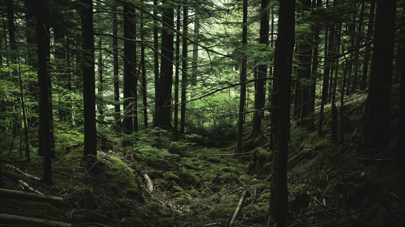 Foto van een opening in een donker bos op slowcialmedia waarbij je gefocust kunt werken
