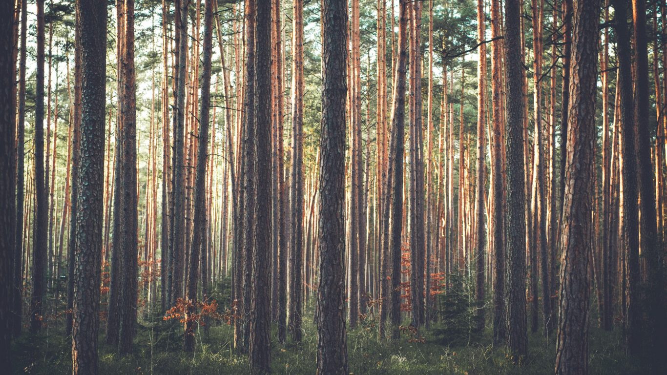 Foto van een bos met hoge slanke bomen op slowcialmedia waarbij je gefocust kunt werken