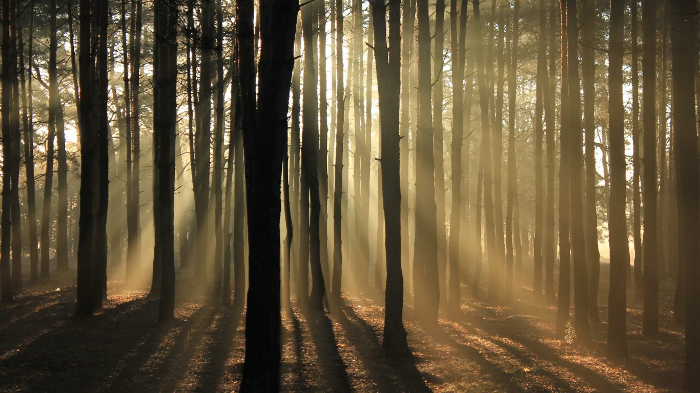 Foto van een mistig maar zonnig bos op slowcialmedia waarbij je gefocust kunt werken
